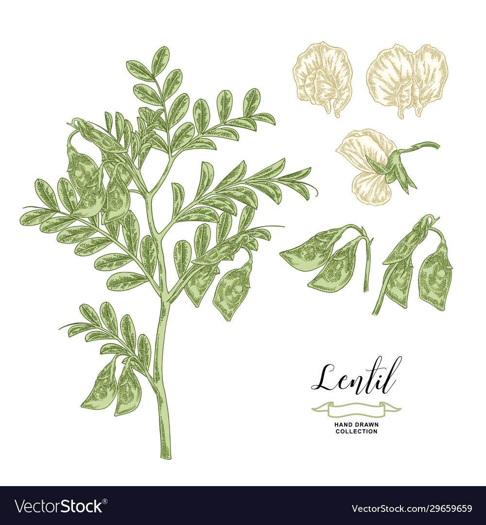 Lentil Plant Isolated On White Background Vector Image