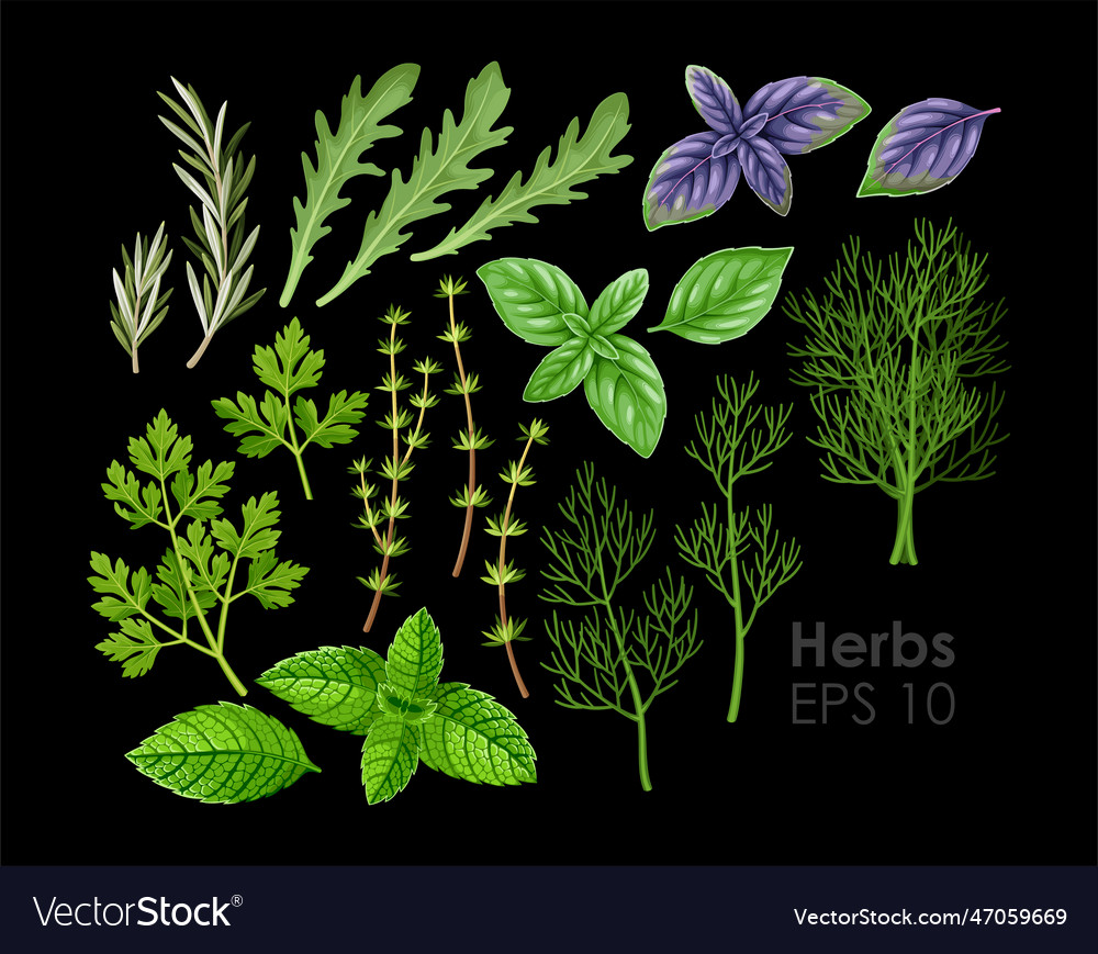 Big set of high detailed herbs Royalty Free Vector Image