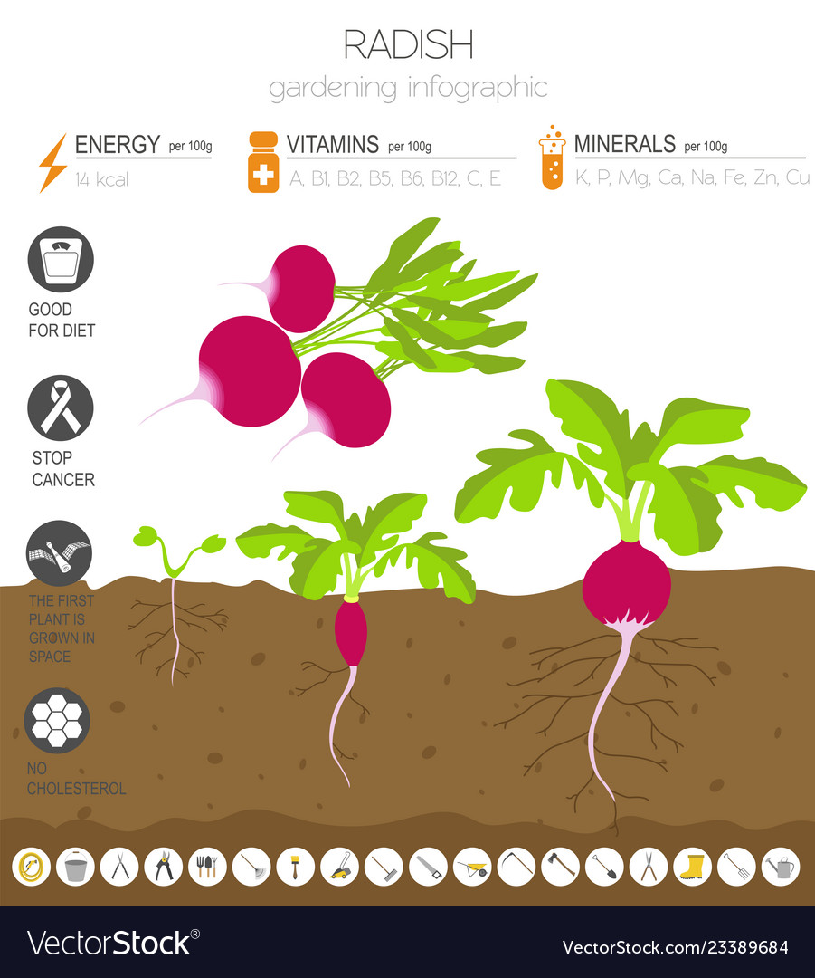 Radish Beneficial Features Graphic Template Vector Image