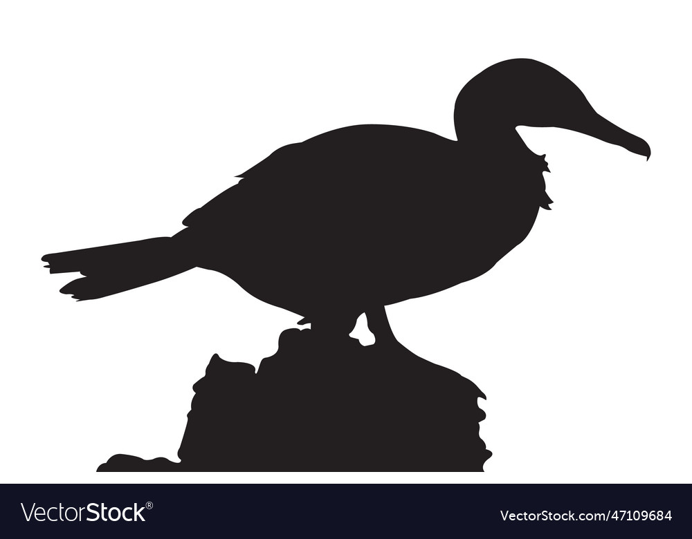 Sea bird silhouette Royalty Free Vector Image - VectorStock