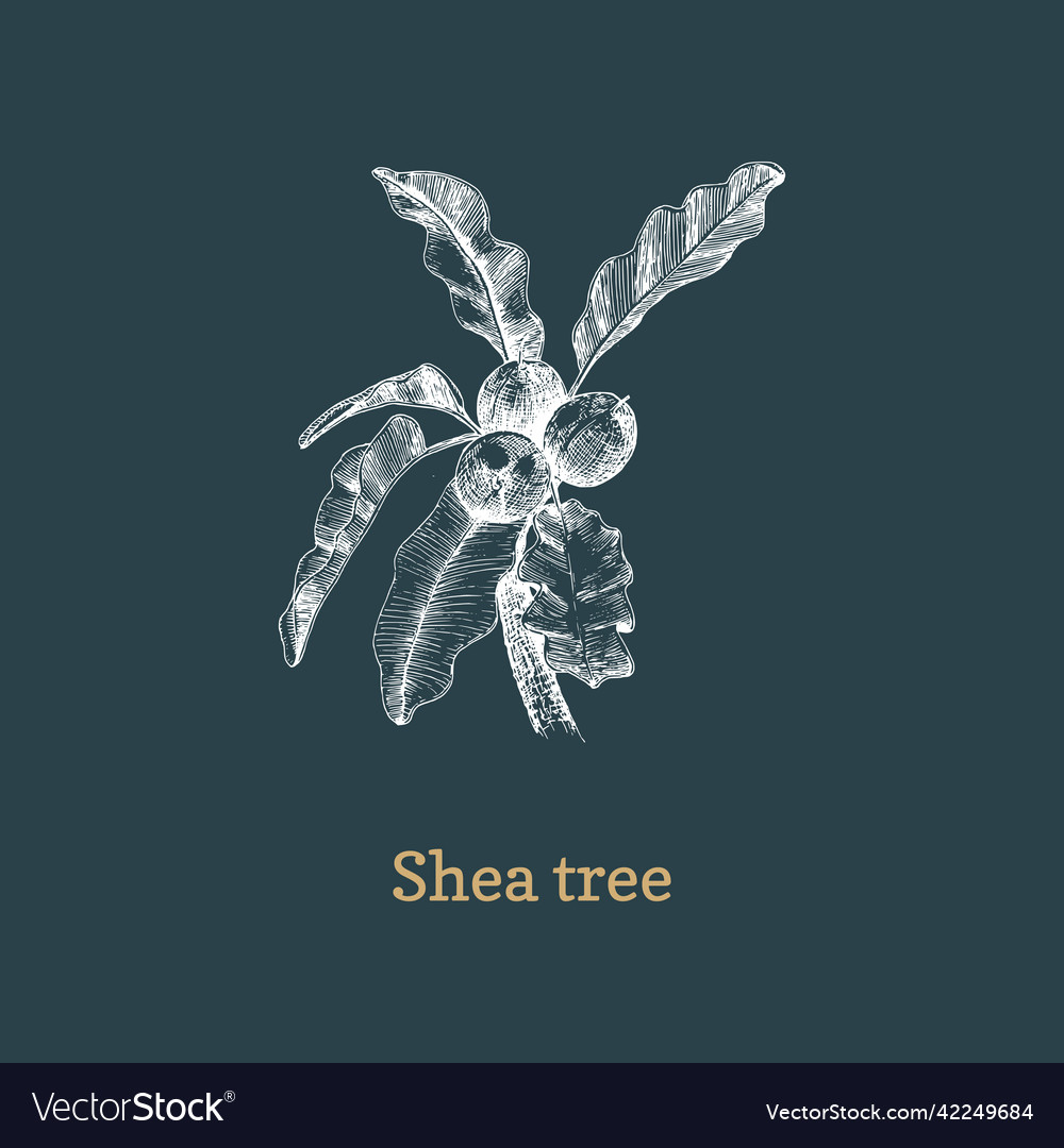Shea tree branch with nuts sketch vector image Shea tree branch with nuts sketch