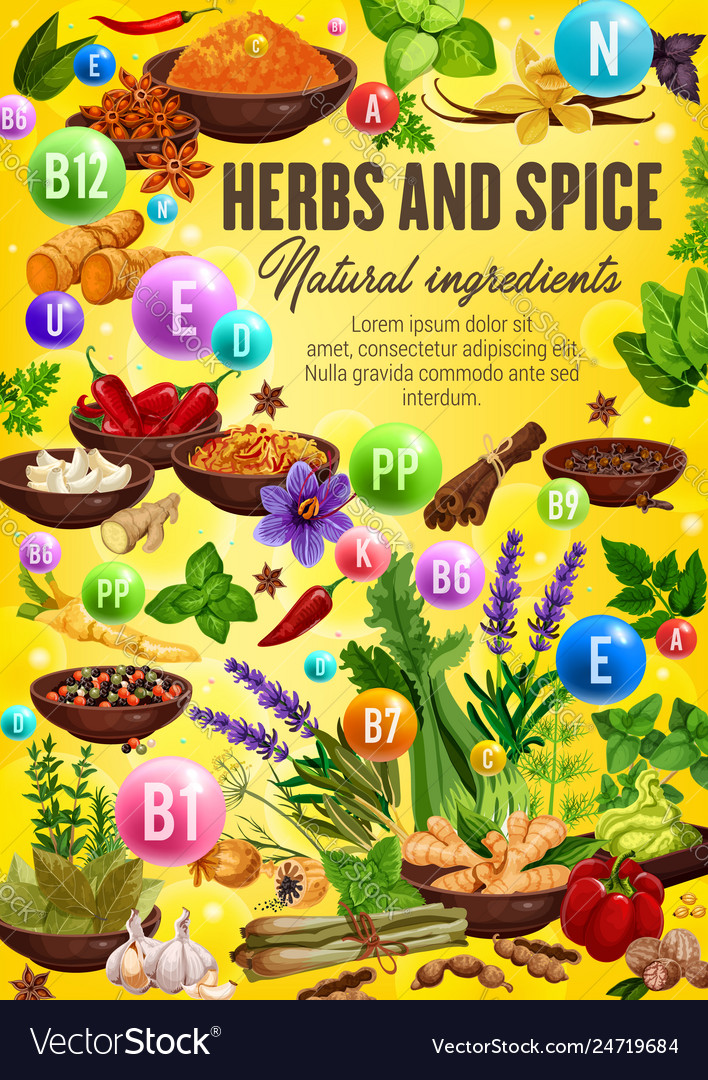 Spices and herbs high in vitamins and minerals Vector Image