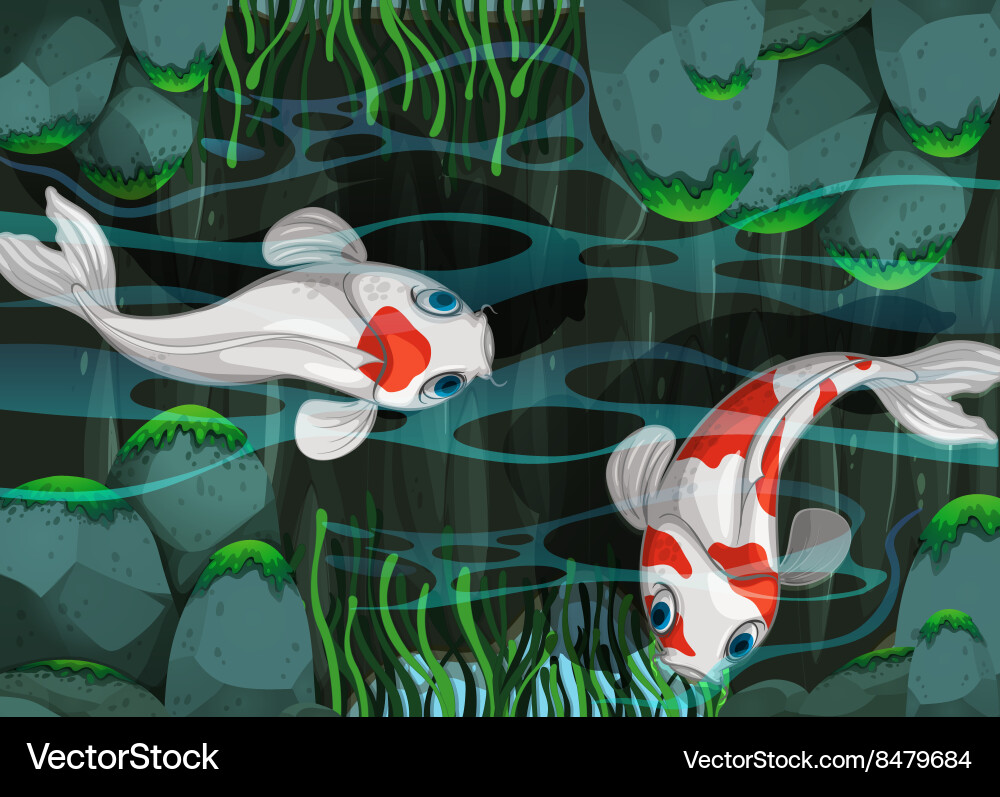 Two fish swimming in the pond Royalty Free Vector Image