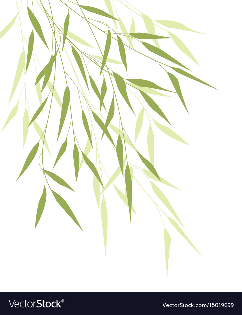 Bamboo green leaves Royalty Free Vector Image - VectorStock