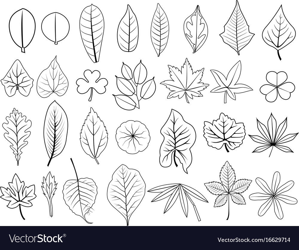 Line leaves Royalty Free Vector Image - VectorStock