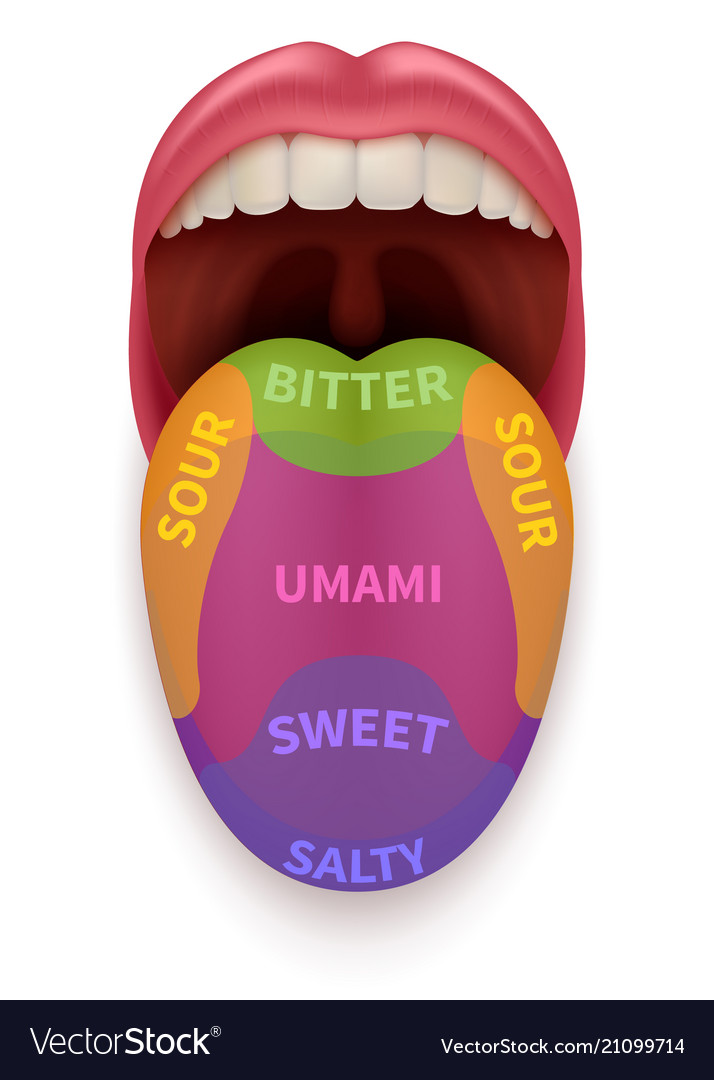 Realistic Tongue With Basic Taste Areas Tasting Vector Image 