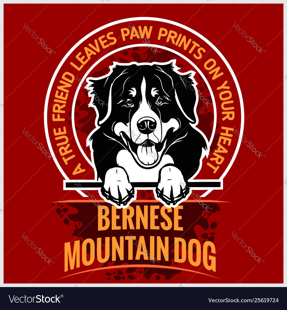 Bernese mountain dog - for t