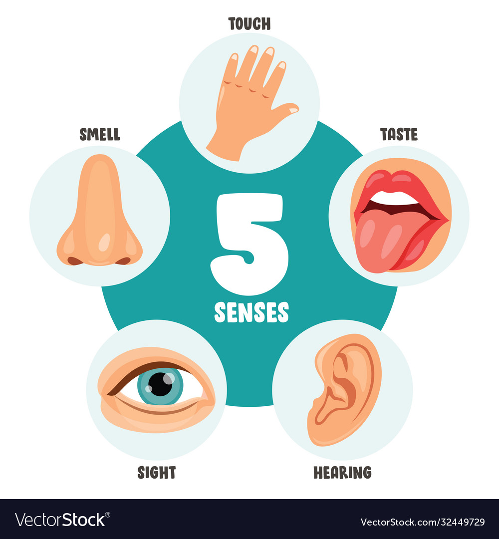 five-senses-sensory-organs-chart-vector-illustration-cartoondealer