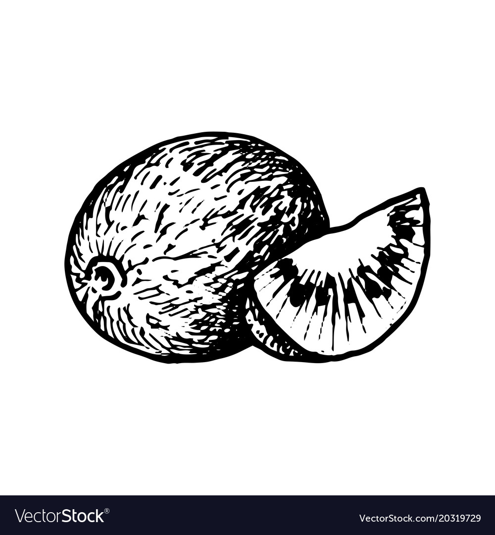 Ink drawing kiwi