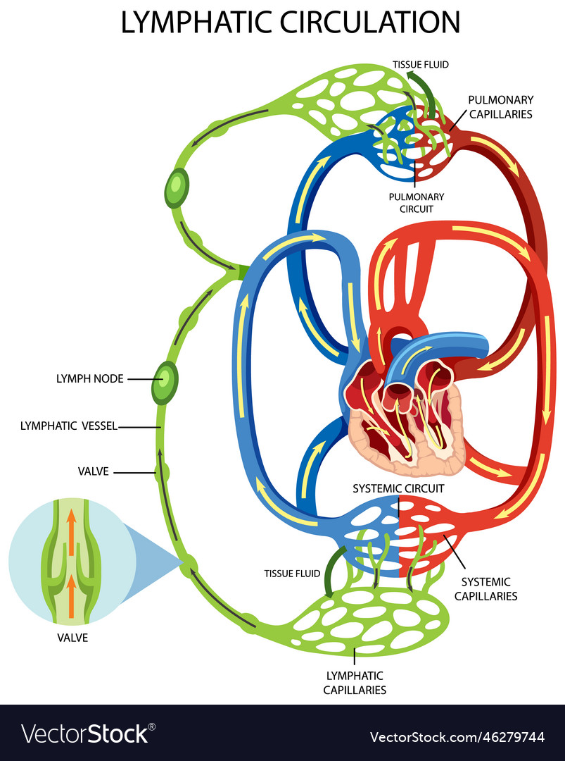 Lymphatic circulation system diagram