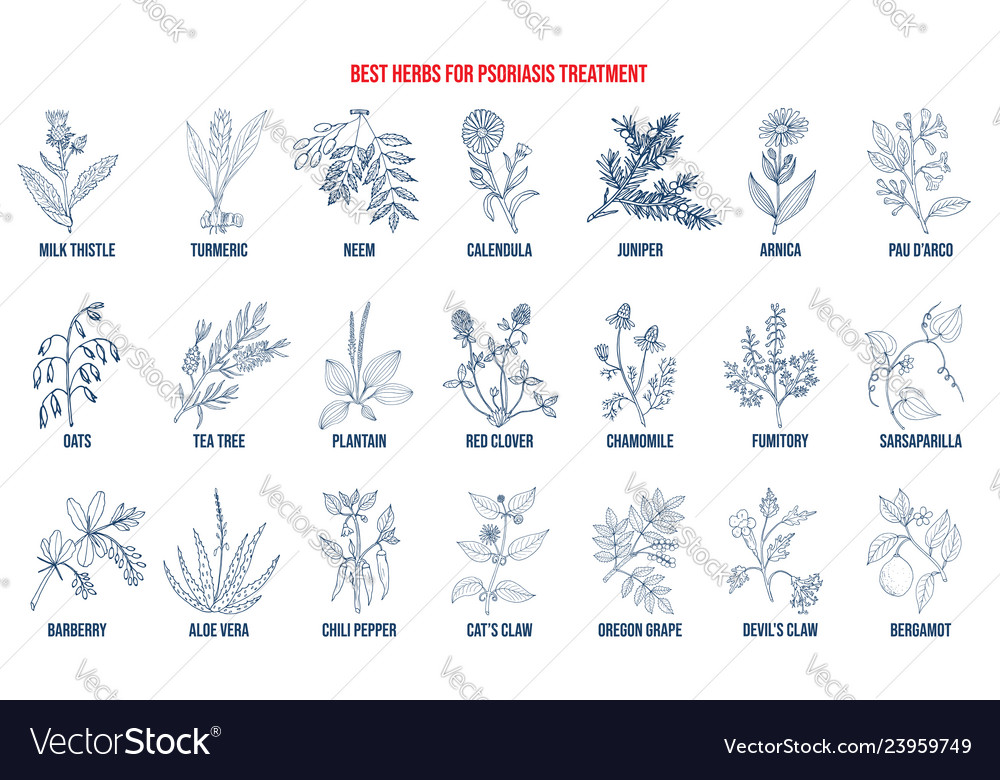 Best natural herbs for psoriasis treatment Vector Image