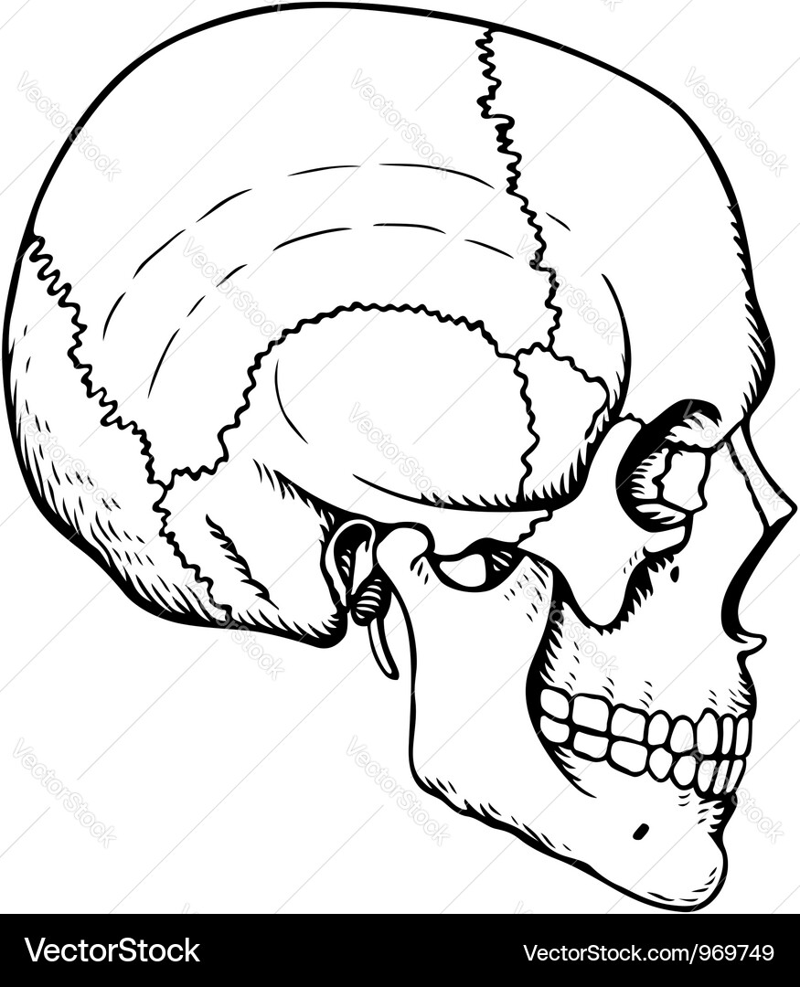Human skull Royalty Free Vector Image - VectorStock