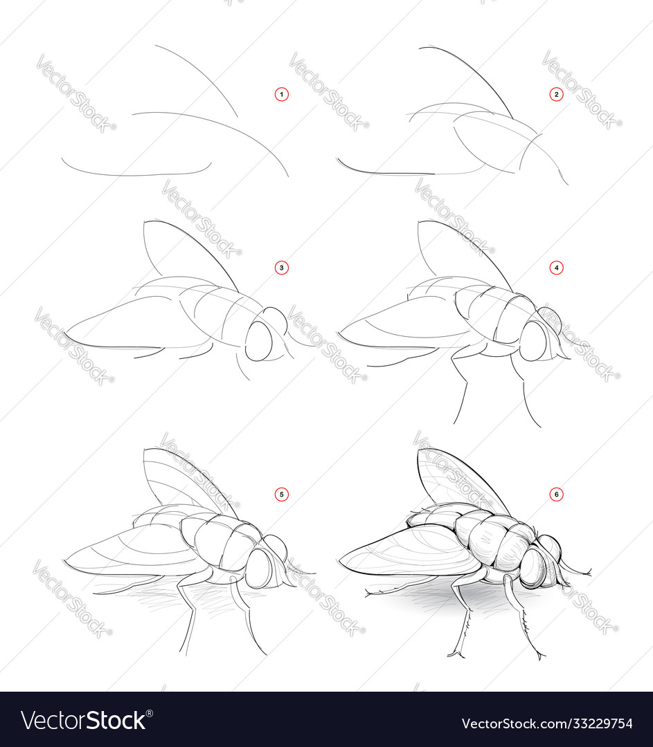 How to draw sketch fly creation step vector image How to draw sketch fly creation step