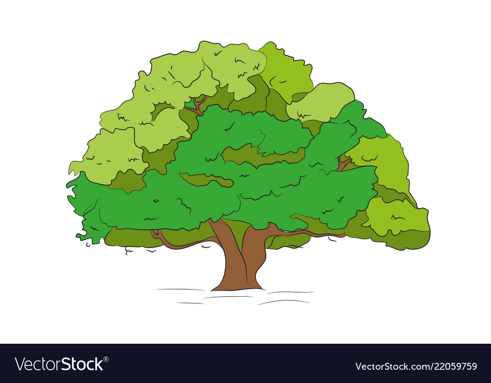 Big tree drawing color Royalty Free Vector Image