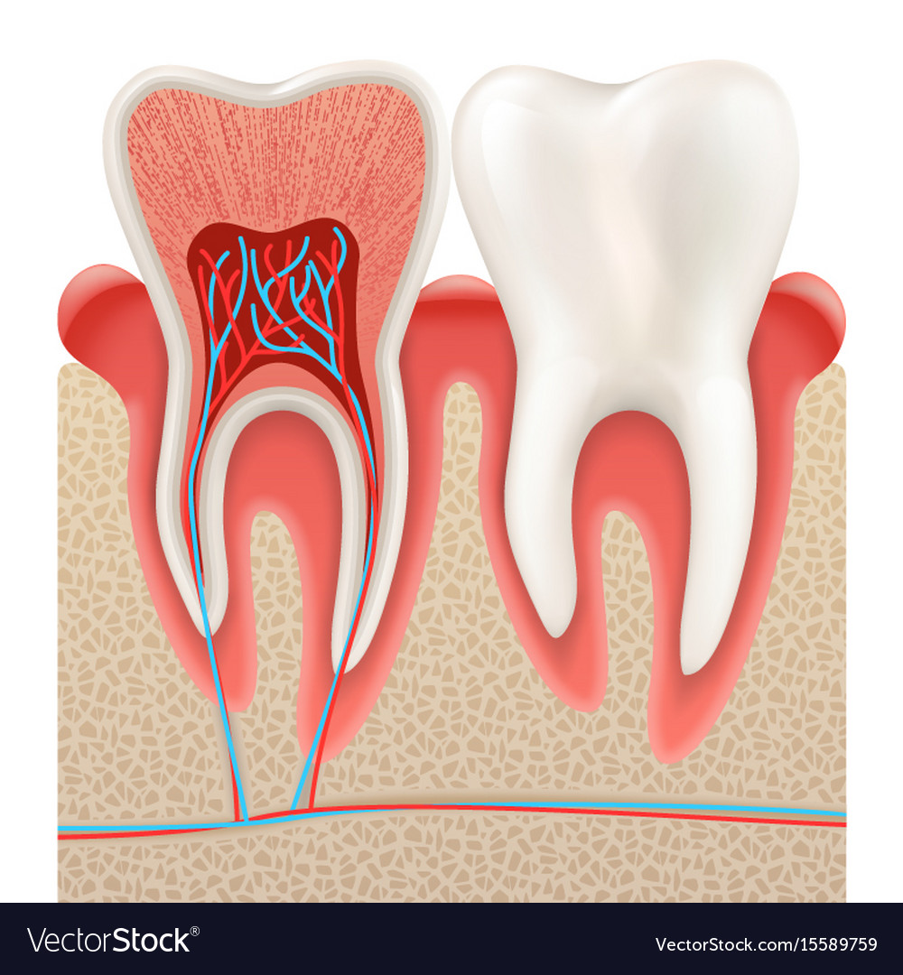 Tooth anatomy closeup cut away eps 10