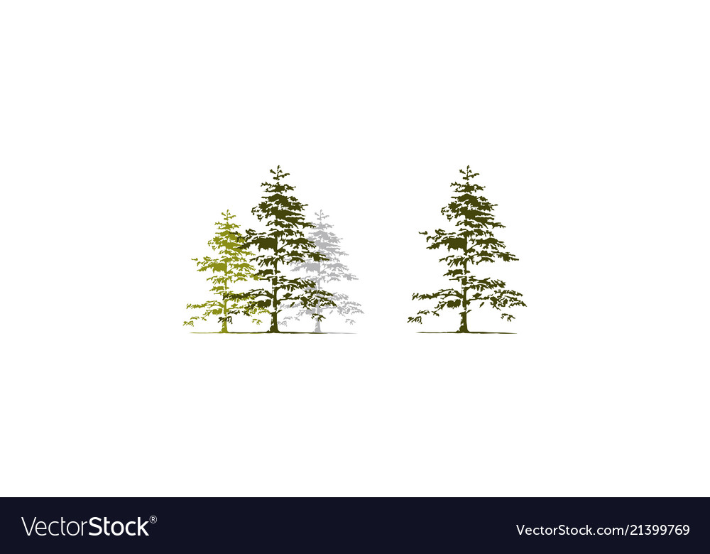 Cedar Tree Collection