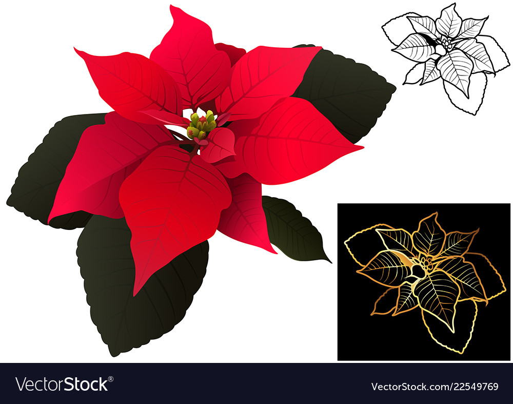 Christmas poinsettia set