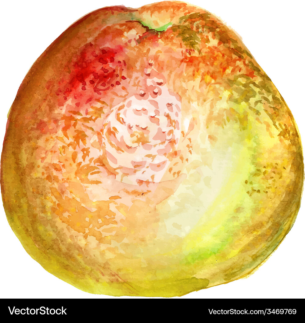 Grapefruit Royalty Free Vector Image - VectorStock