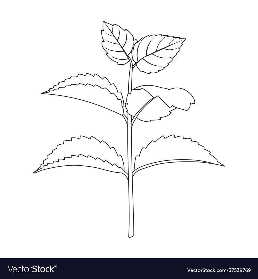 Mint leaf outline icon