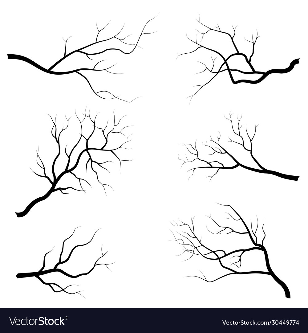 Isolated Tree Branch