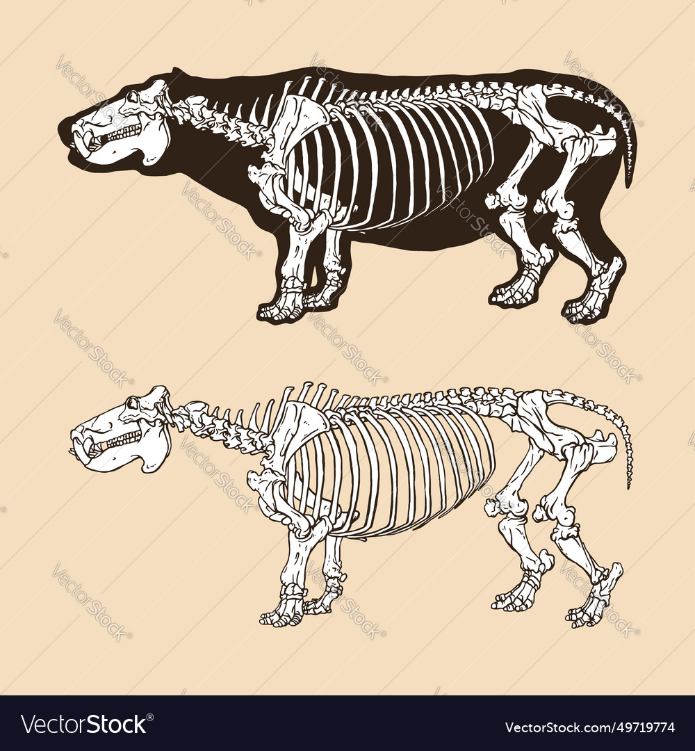 Skeleton hippopotamus animal vector image Skeleton hippopotamus animal
