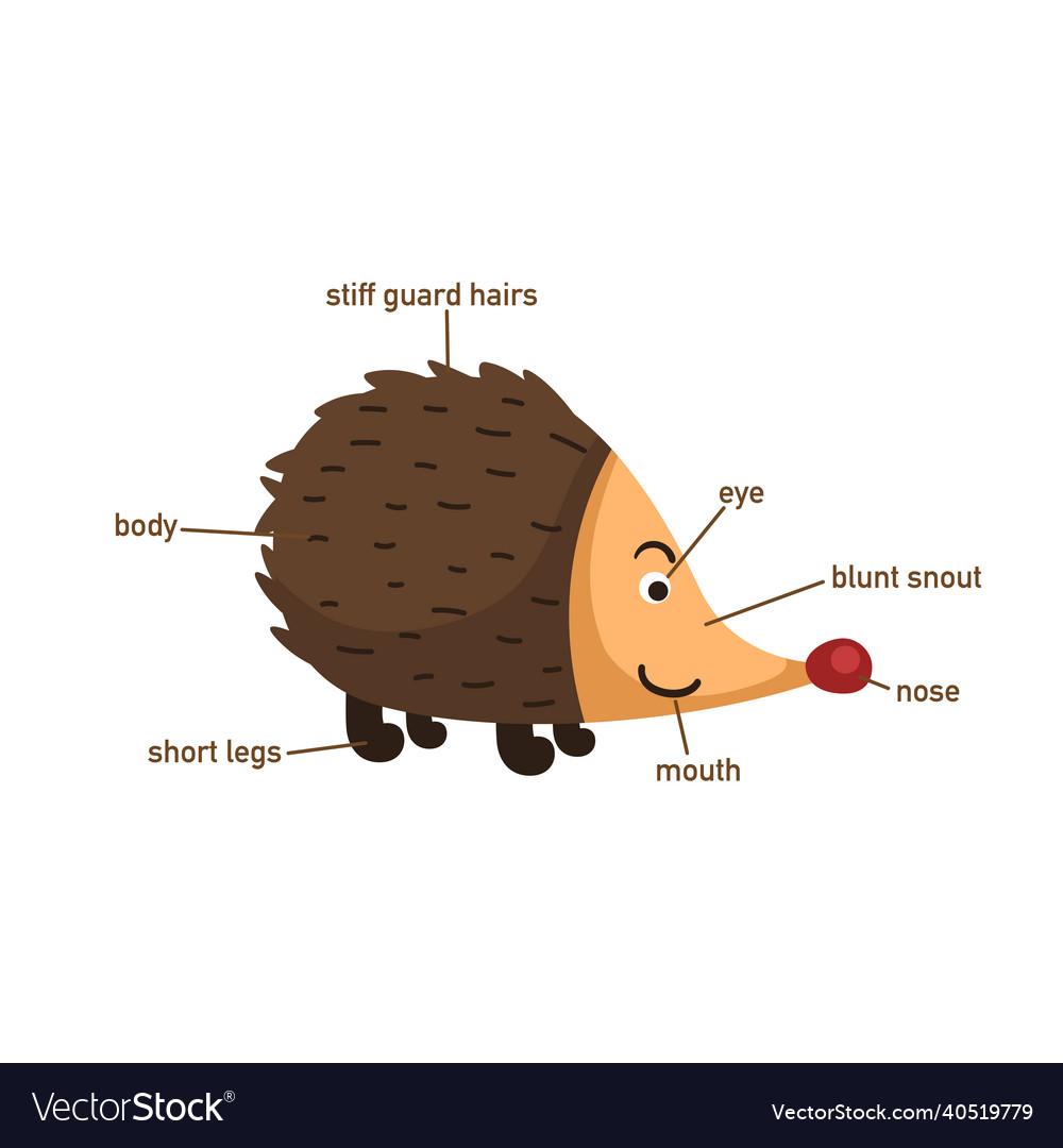 Porcupine vocabulary part of body