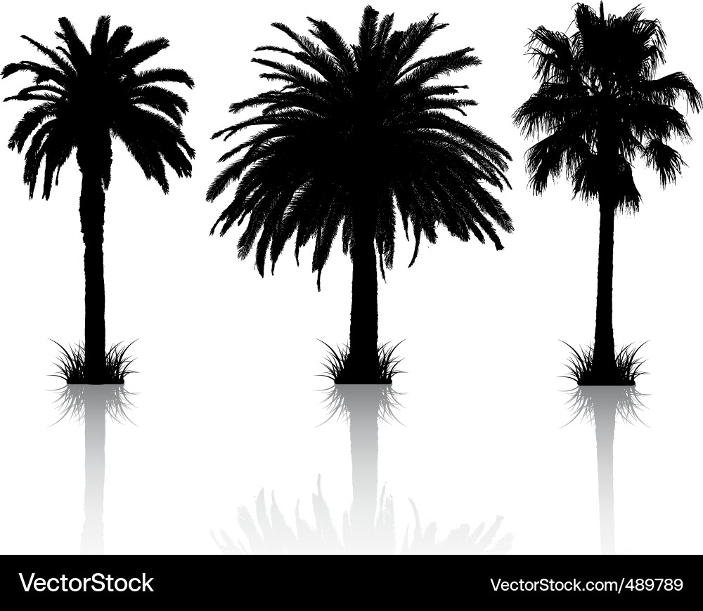 Palm trees Royalty Free Vector Image - VectorStock