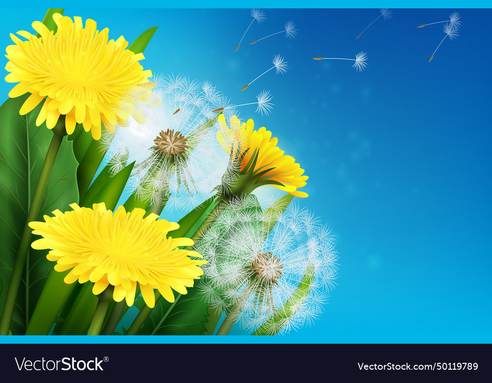 Realistic dandelion Royalty Free Vector Image - VectorStock