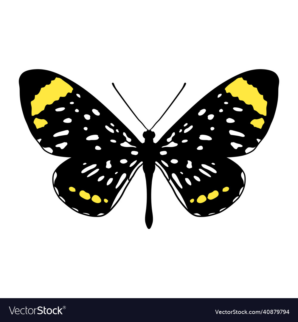 Drawing butterfly Royalty Free Vector Image - VectorStock