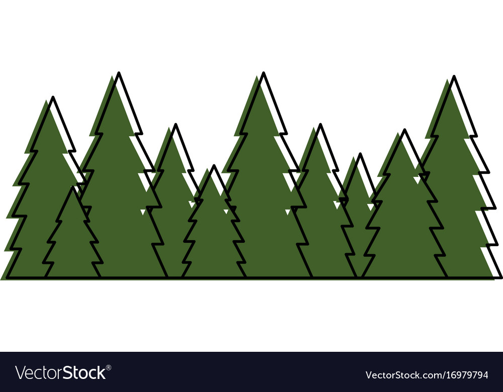 Tree pines isolated