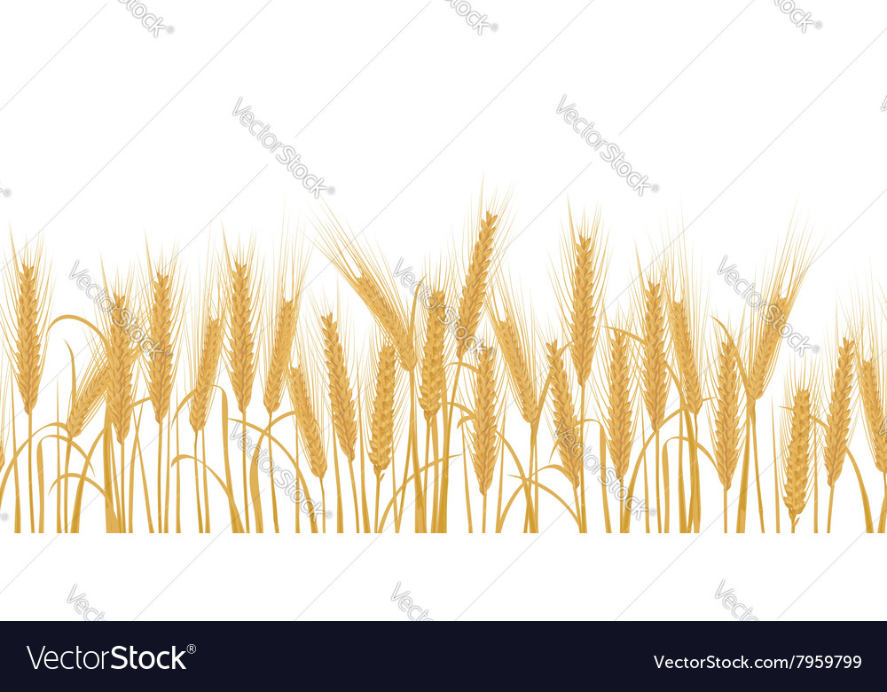 Wheat Field Border - Seamless Pattern