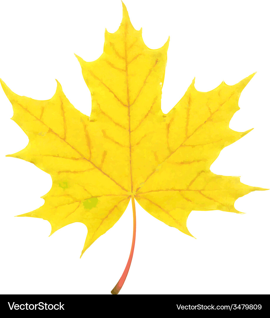 Autumn leaf Royalty Free Vector Image - VectorStock