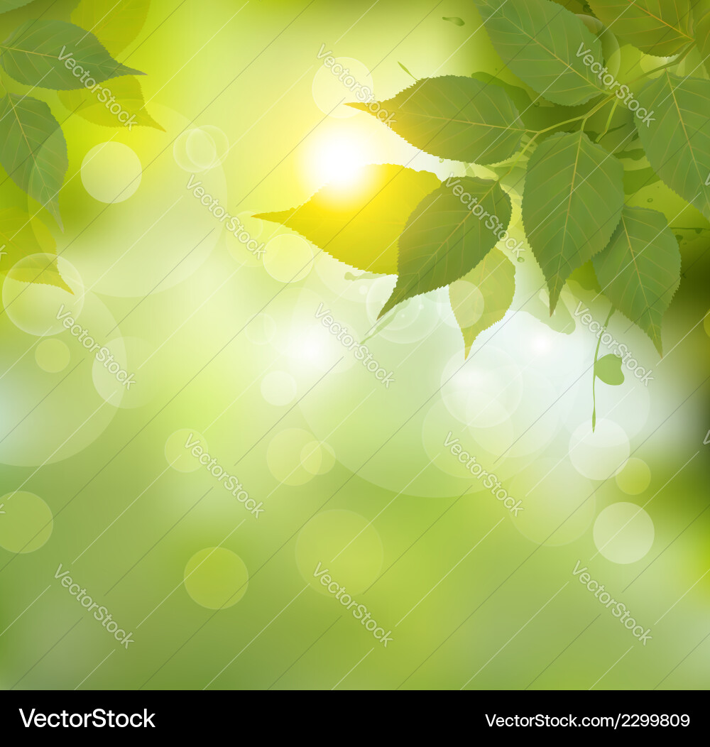 Nature background with green spring leaves Vector Image