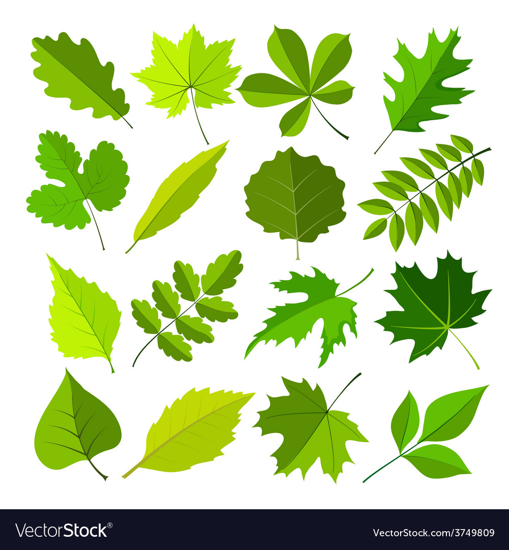 Spring leaves flat style set Royalty Free Vector Image