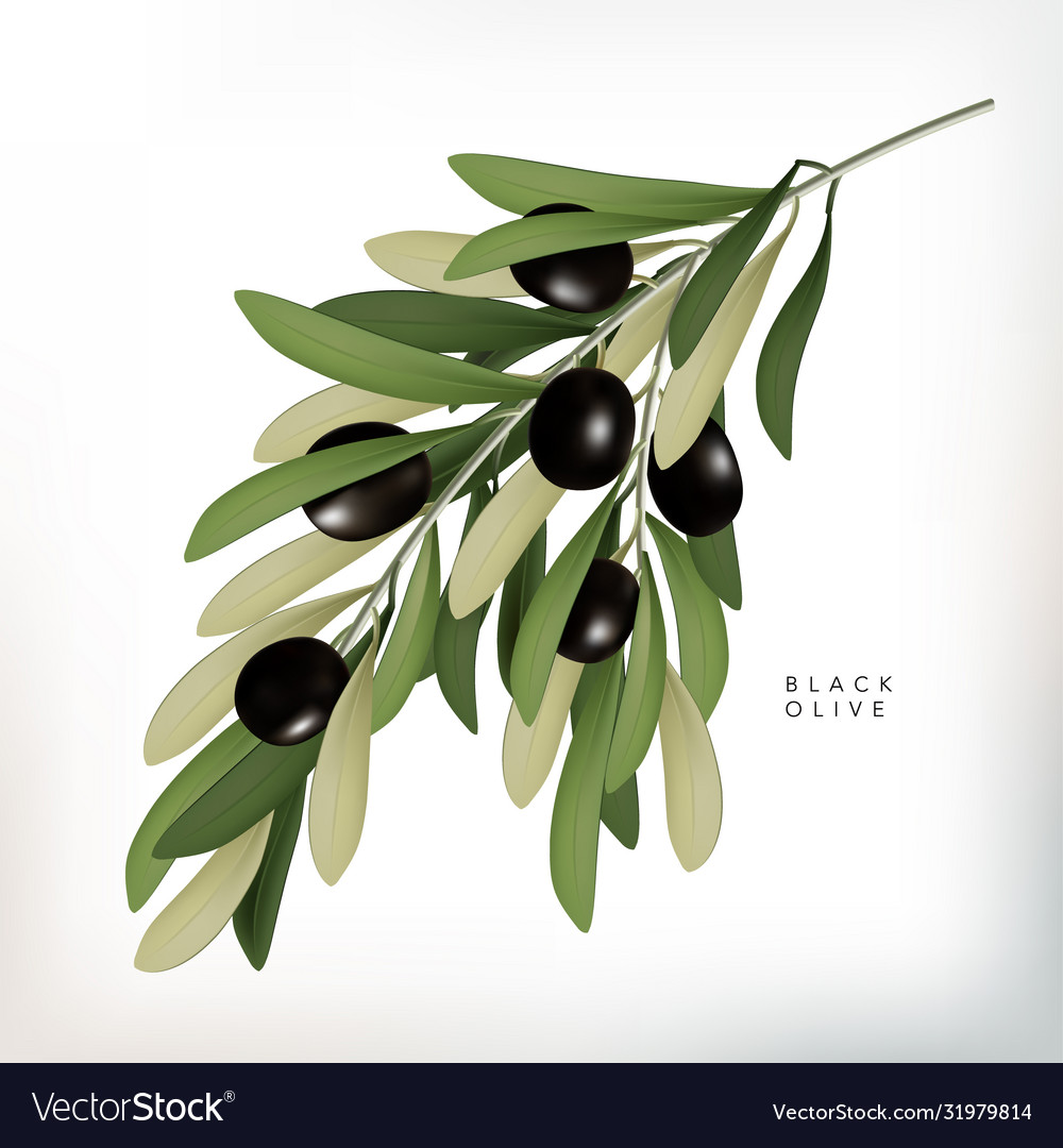 Classic Style 3d Black Olive Royalty Free Vector Image