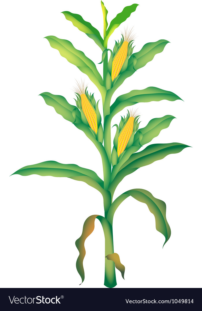 Corn Royalty Free Vector Image - VectorStock