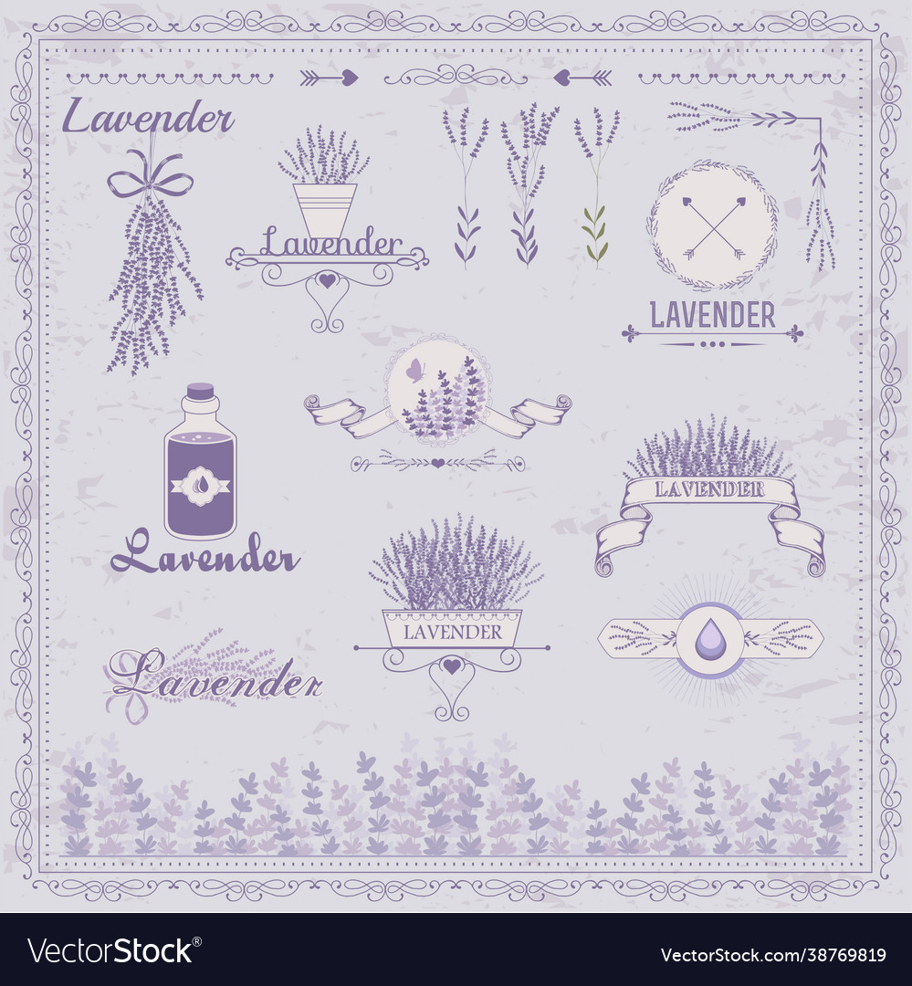 Lavender herb flower