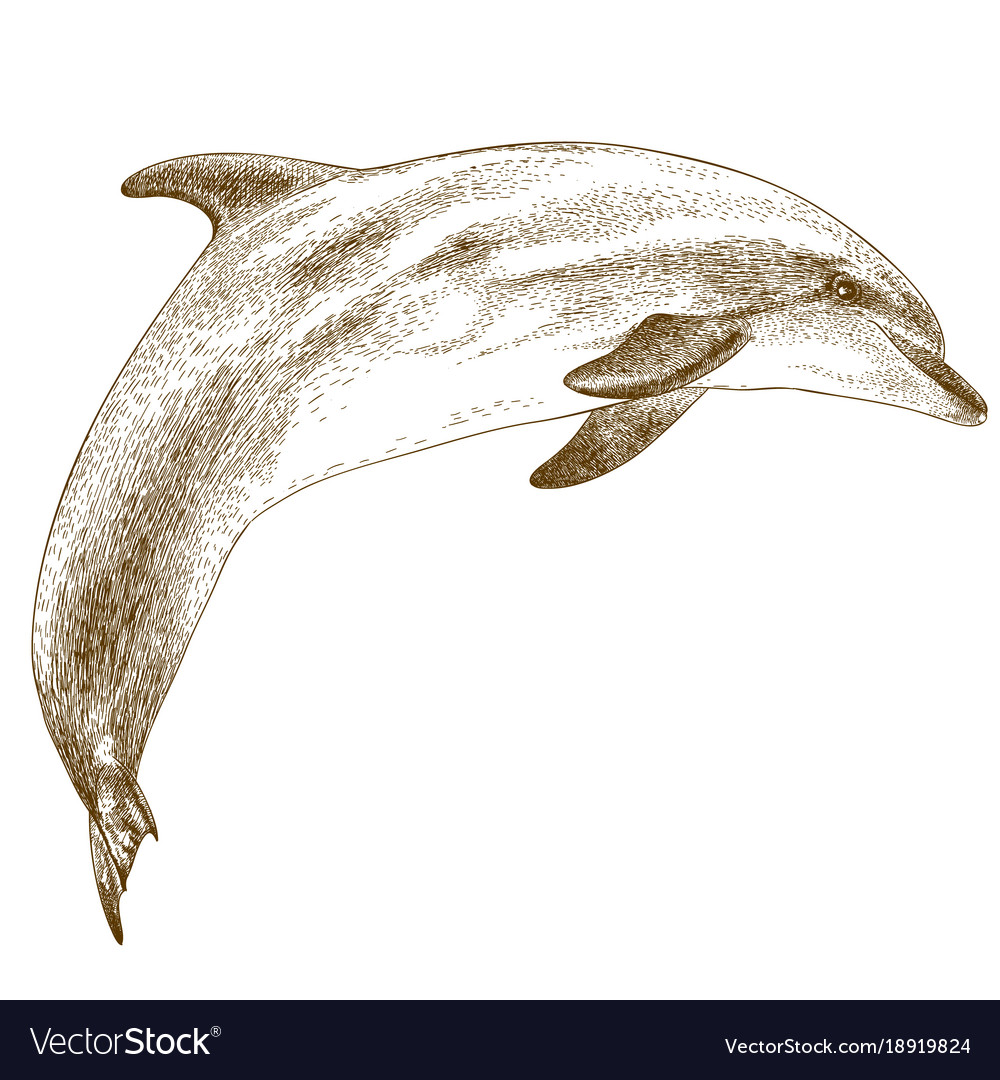 Engraving of dolphin Royalty Free Vector Image