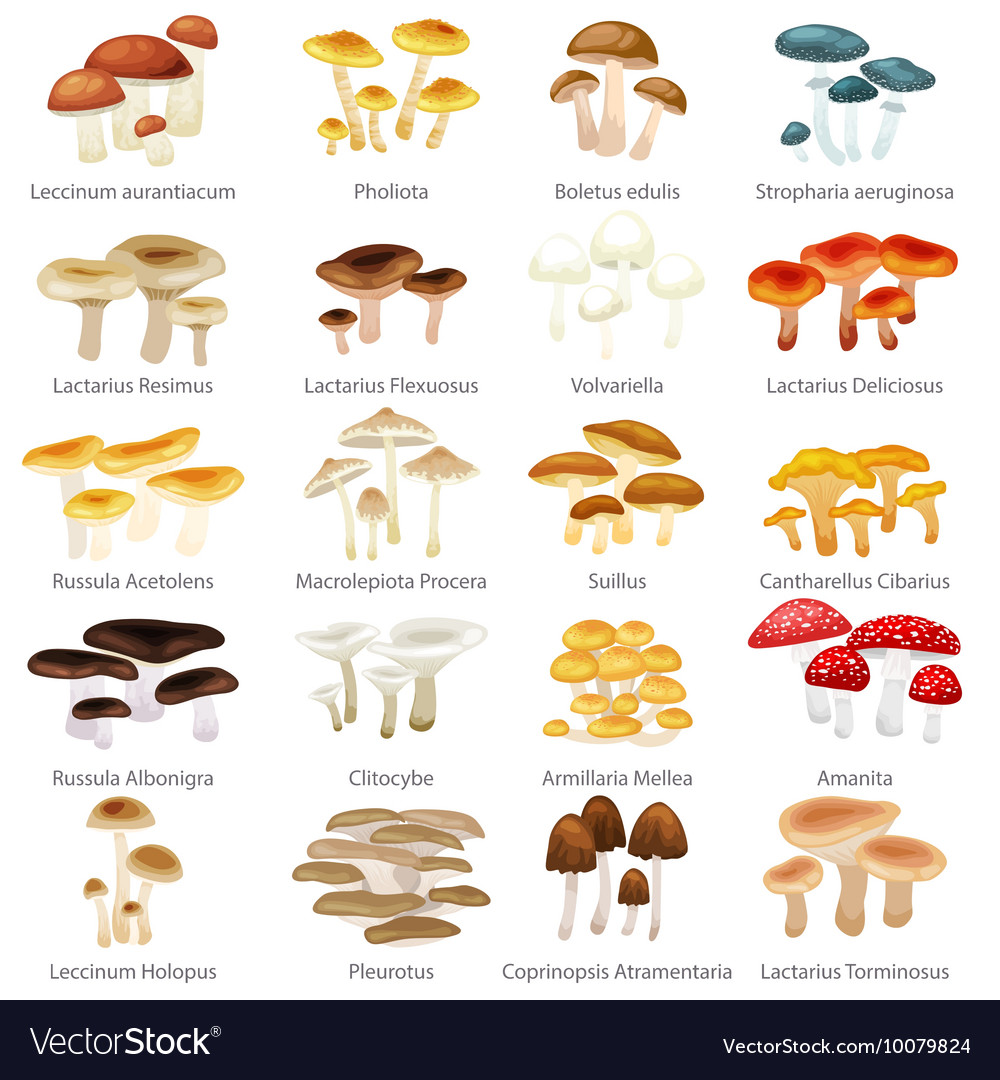 Isolated edible natural mushrooms in nature Vector Image