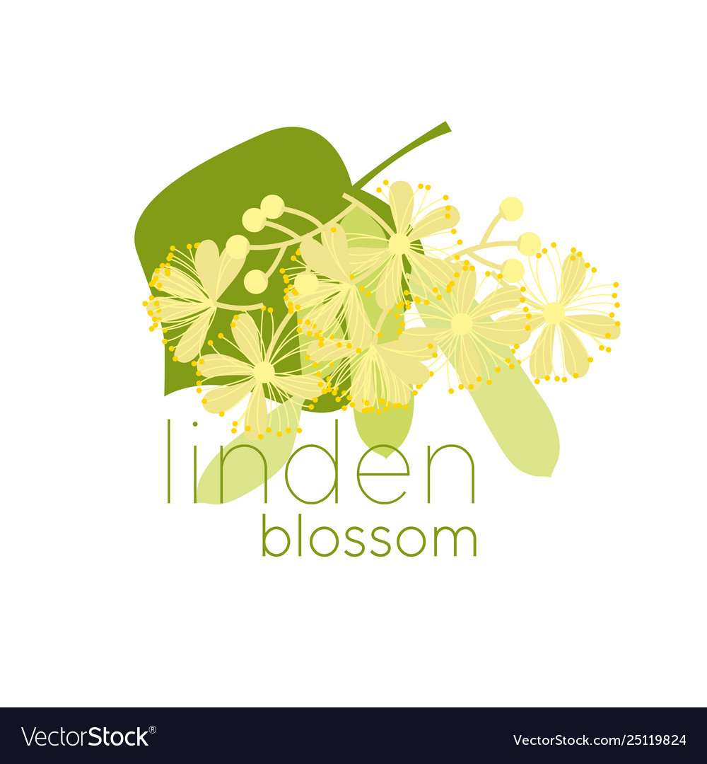 Linden blossom flat color