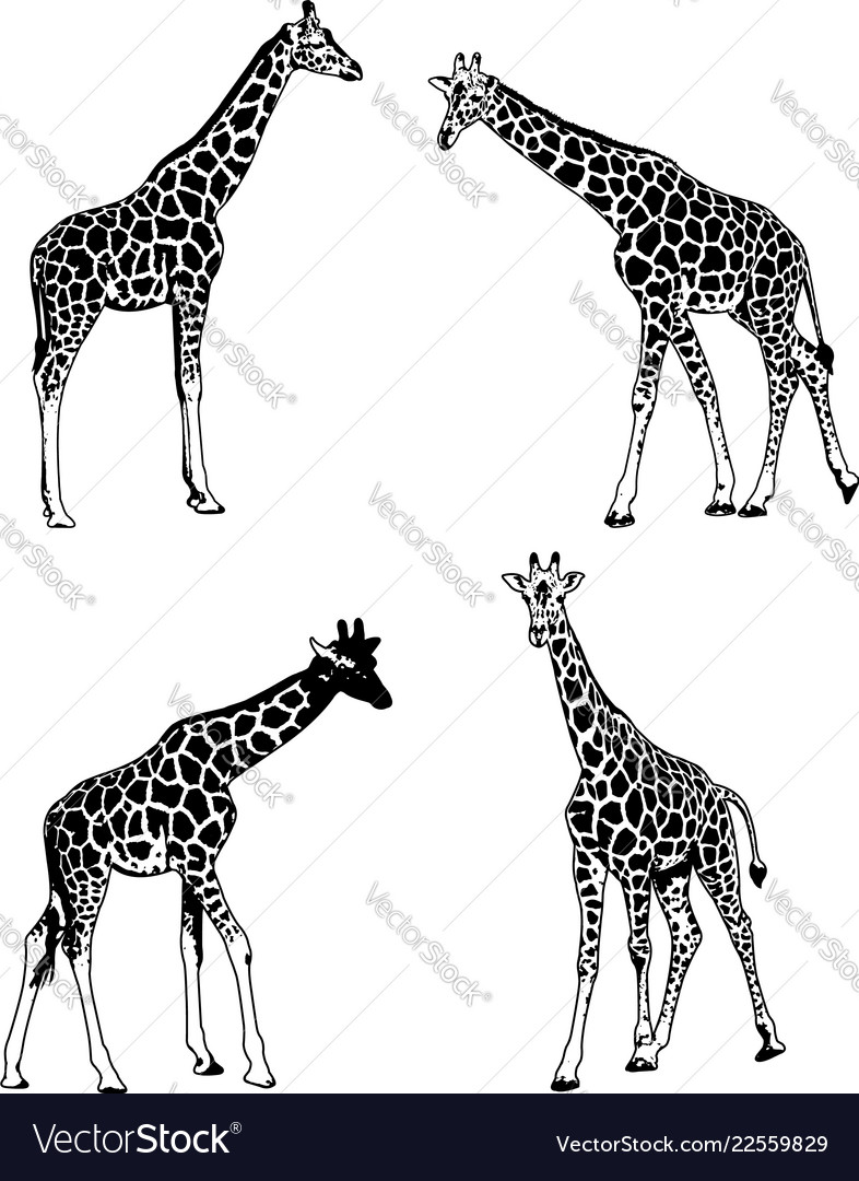 Giraffes sketch set Royalty Free Vector Image - VectorStock