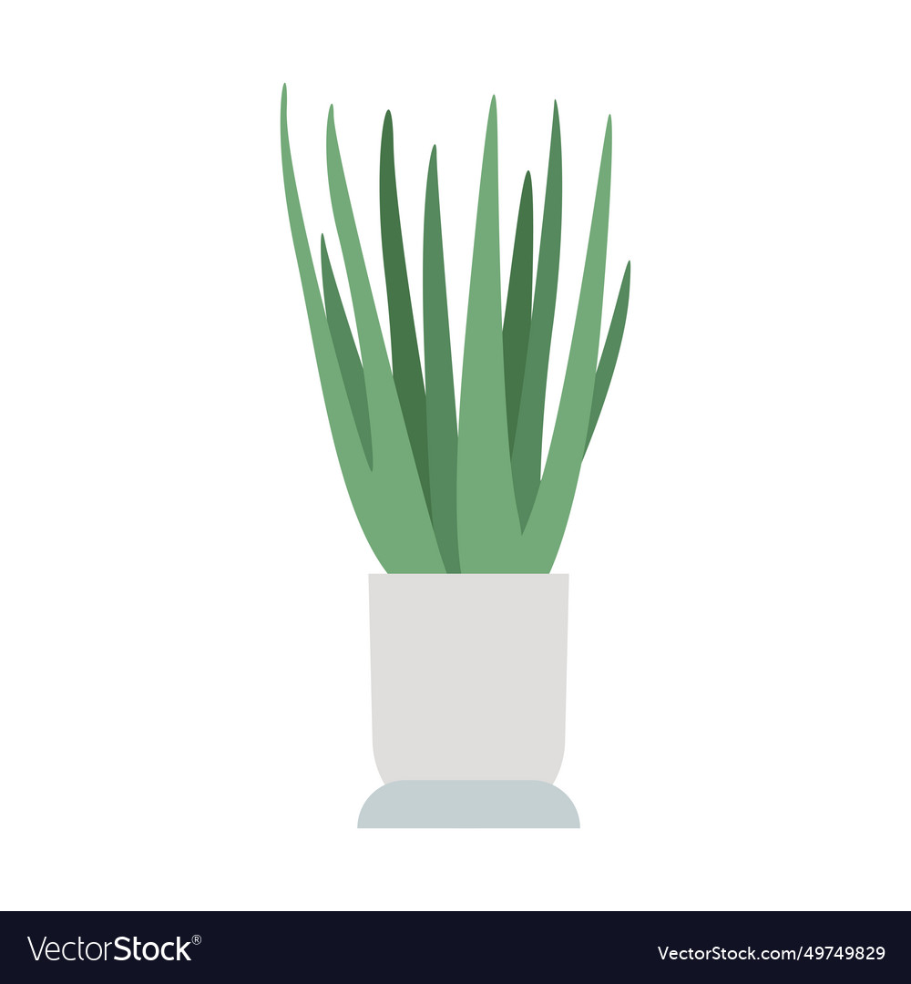 Succulent indoor houseplant vector image Succulent indoor houseplant