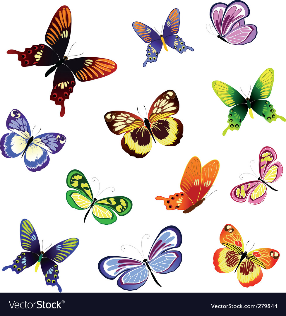 Colorful Butterfly Collection