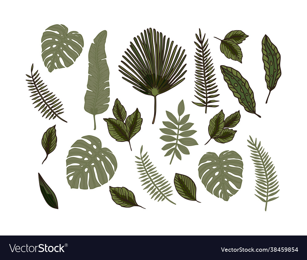 Nature summer palm leaf plant set vector image Nature summer palm leaf plant set