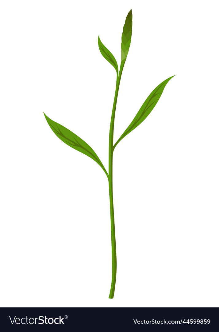 Growth process step sequence of germinating