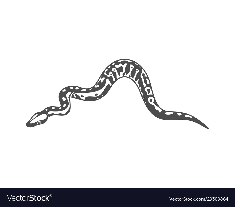 Python snake logo animal graphic design Royalty Free Vector image.