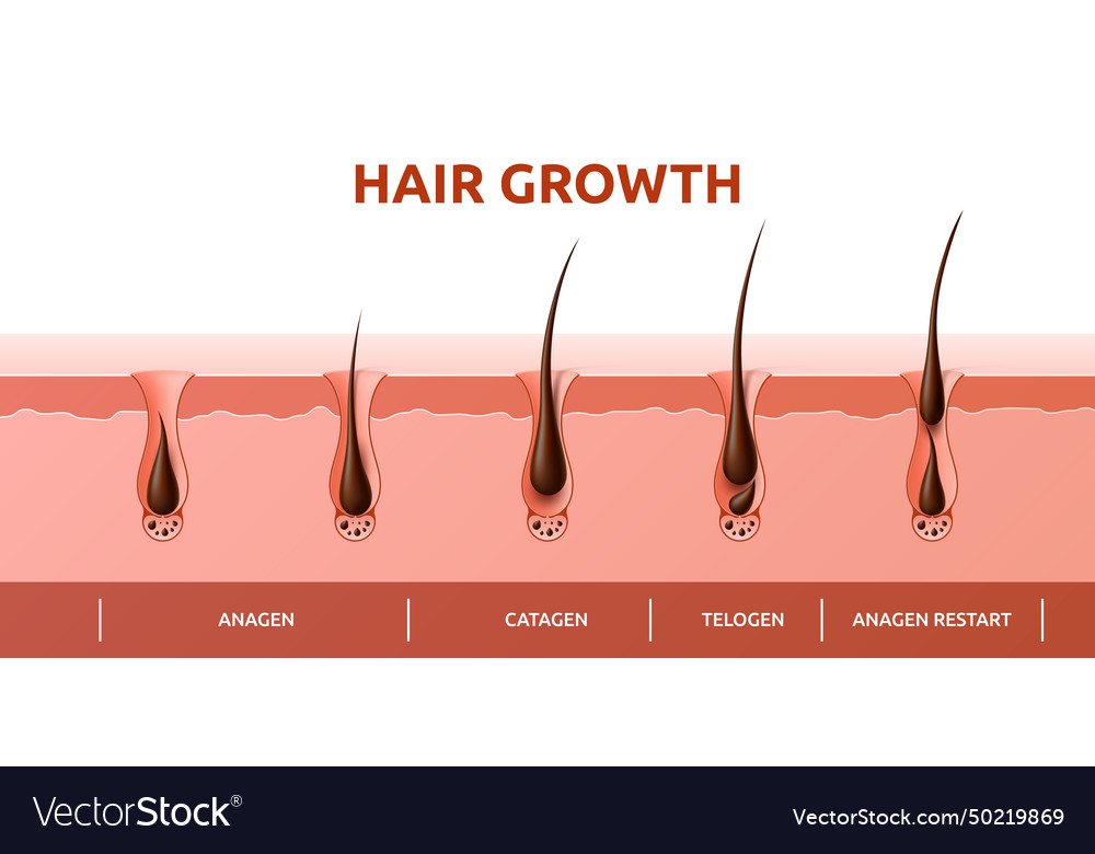 Hair Growth Cycle Of Follicles Phase And Root Vector Image