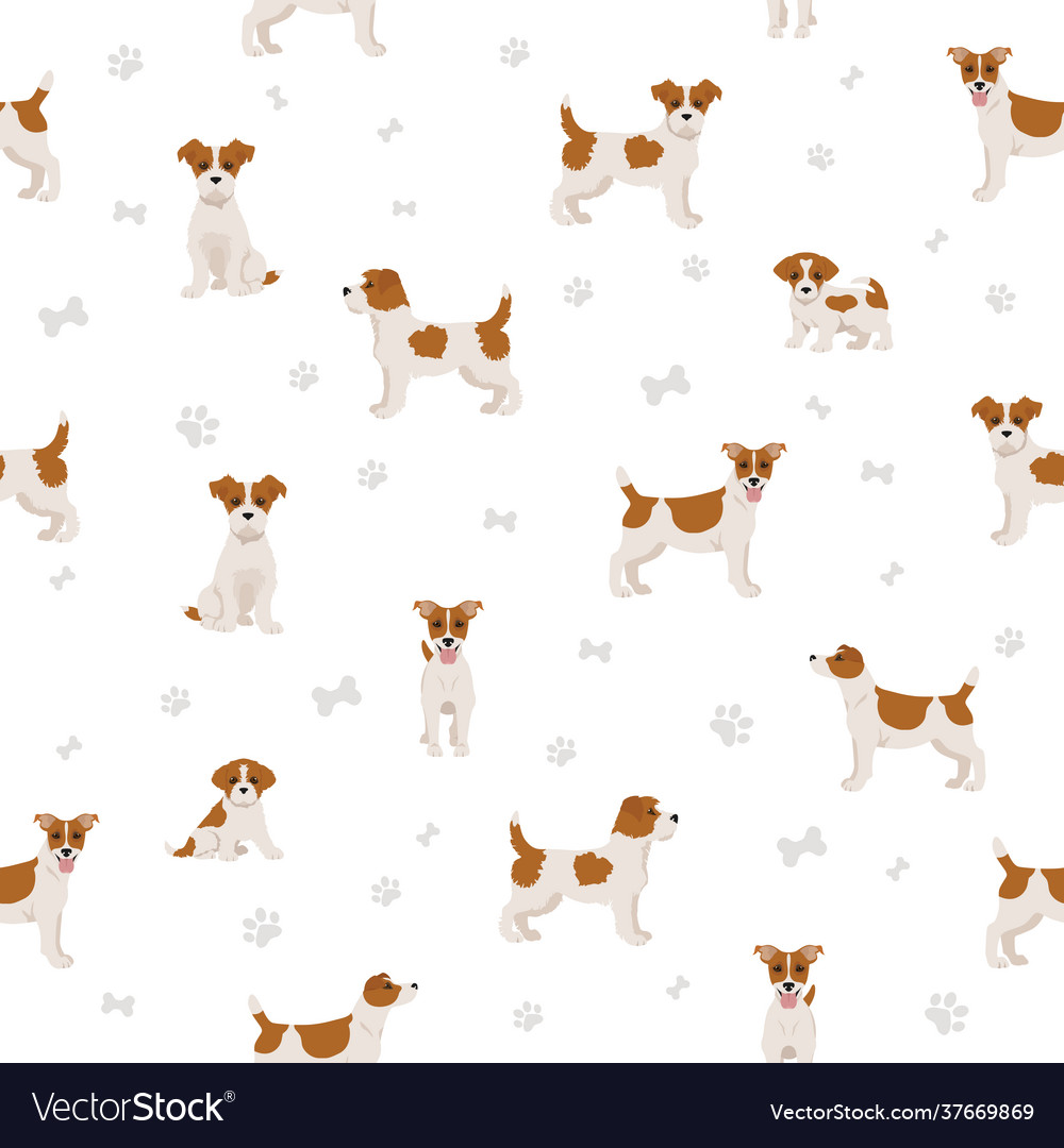 Jack russel terrier in different poses and coat