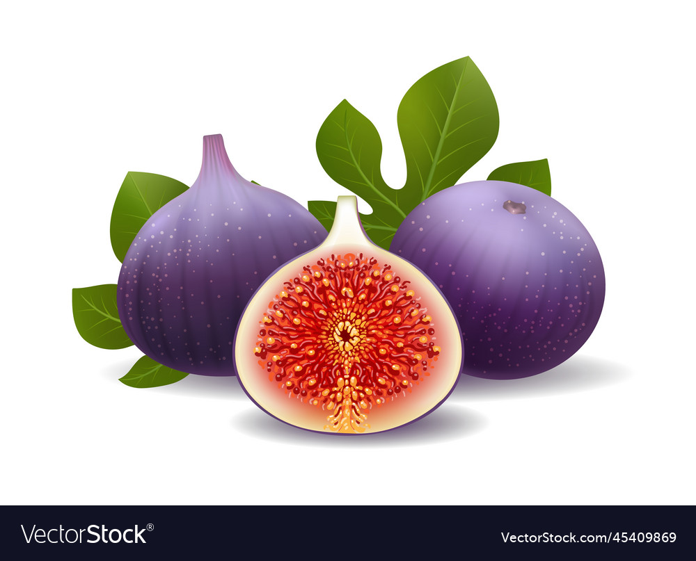 Realistic purple figs vector image Realistic purple figs