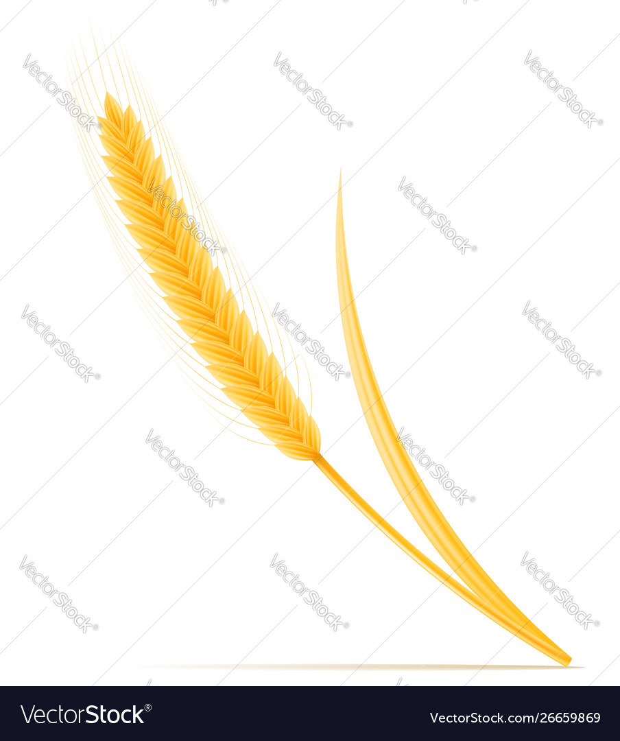 Yellow ears ripe wheat spikelet